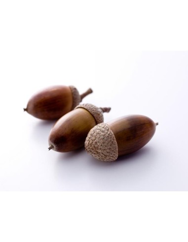 acorns from the pastures